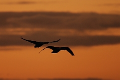 David Plant Photography - Wildlife Photographer - Whooper swan pair at sunset - AC